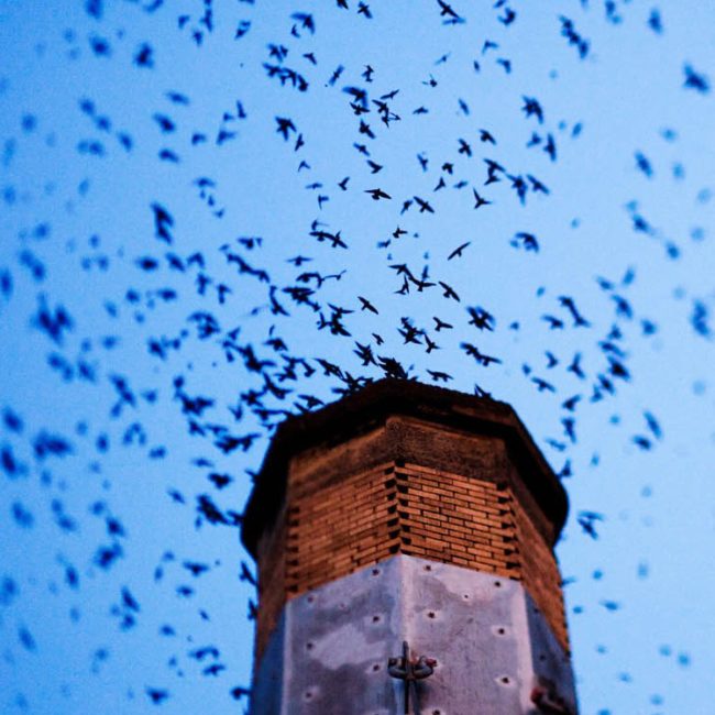 Why You Shouldn’t Leave Your Chimney Dirty All Summer