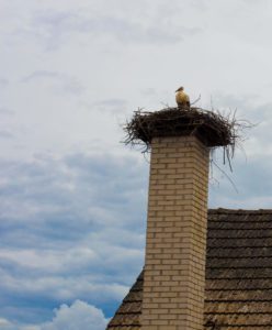 We can find a cap to keep the birds out! We can find a cap to keep the birds out!